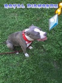 female pitbull terrier looking for a good home