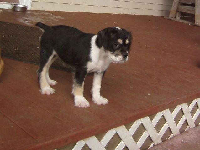 Female puppy Cavachon x Bulldog 3months old