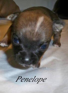 Female purebred Chihuahua puppy, will be available 5/15, 8 weeks old