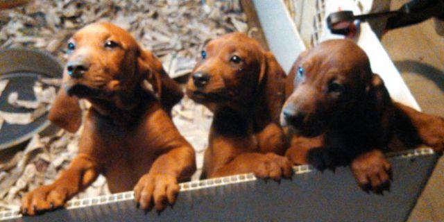 Female Redbone Coonhound Puppy, AKC UKC Registered, Champion parents