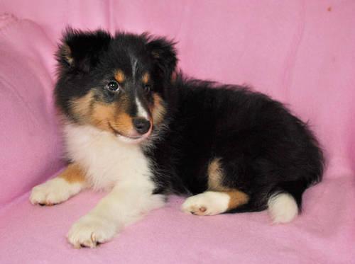 Female Sheltie Puppy available