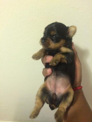 female Yorkshire terrier puppies AKC
