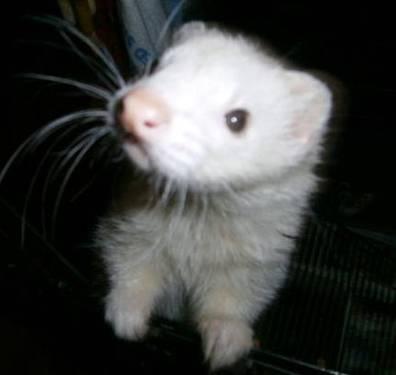 Ferret - Brennan & Dee - Small - Young - Male - Small & Furry