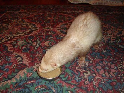Ferret - Gus - Large - Adult - Male - Small & Furry