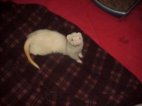 Ferret - Widget - Small - Young - Female - Small & Furry