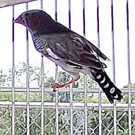 Finch - Finch 10 - Small - Adult - Bird