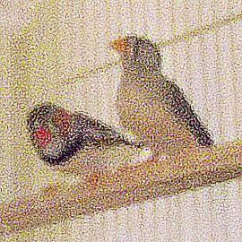 Finch - Finch 29 (baby) - Small - Baby - Bird
