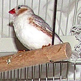 Finch - Rake - Small - Adult - Bird