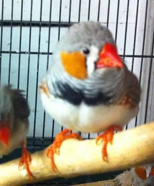 Finch - Zebra Finches - Small - Young - Bird