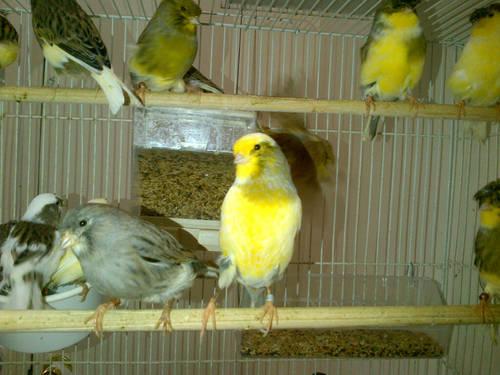 finches n canaries free new cage & bag of feed when u buy a pair!!!