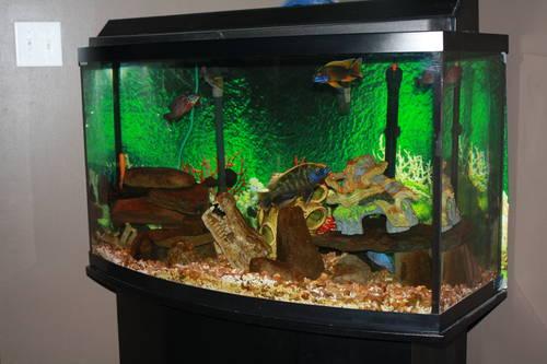 Fish Tank 46 gallon Bow Front w/Stand and Fish