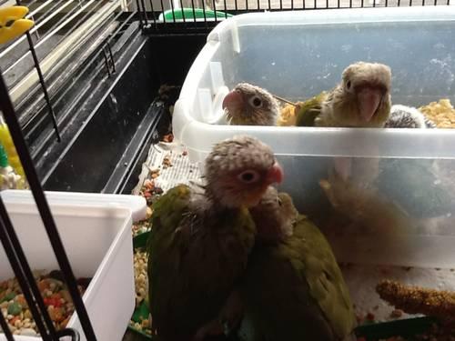 five month old jenday conure with cage
