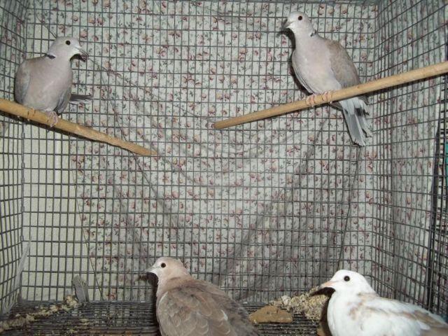 FOR SALE: RING NECKED DOVES- 6 OF THEM DUNDEE NY