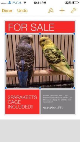 FOR SALE! 2 Parakeets w/ Cage