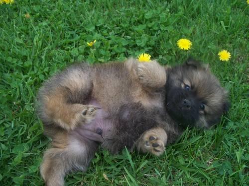 For Sale Pomeranian Puppy