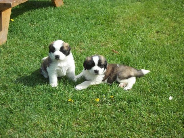 For Sale St.Bermard Puppies