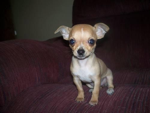 For Sale Tiny Female Toy Chihuahua Puppy