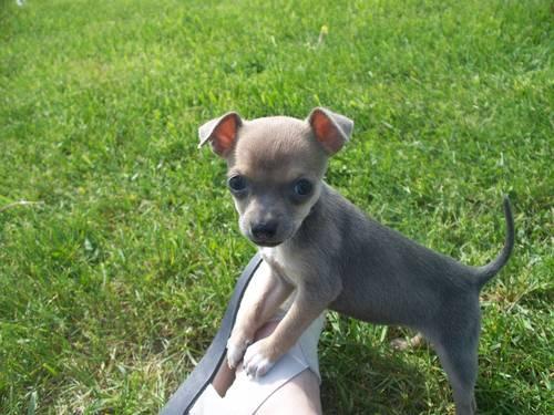 For Sale Tiny Female Toy Chihuahua Puppy