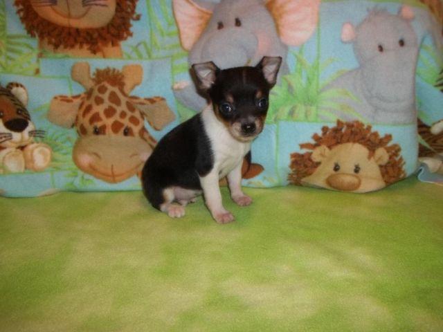 For Sale Toy Chihuahua Puppies