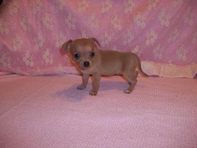 For Sale Toy Chihuahua Puppy