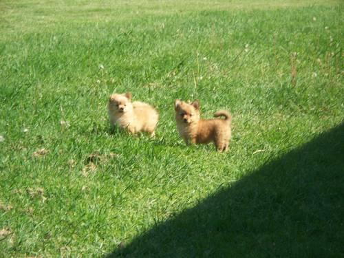 For Sale Toy Pomeranian Puppies