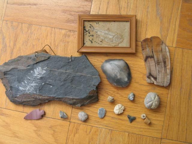 FOSSILS (fern, fish, petrified wood, more); ancient items