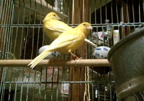 Four Gorgeous Canaries for Quick Sale