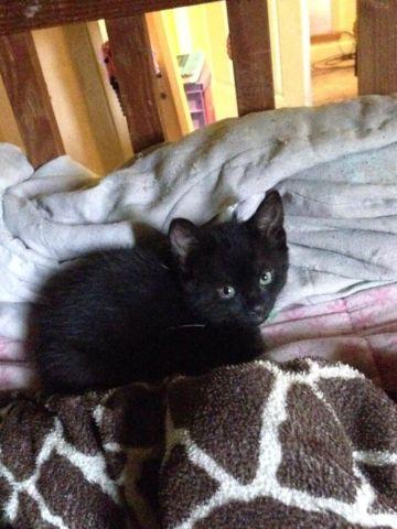 Free 8 week old kitten-male can leave today