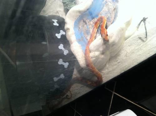 Free Corn Snake with cage