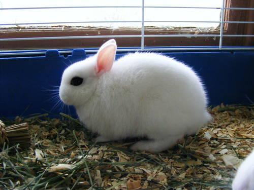 Free Male Dwarf Hotot Rabbit