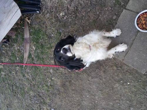 Free to a good home English Springer Spaniel 7 years old
