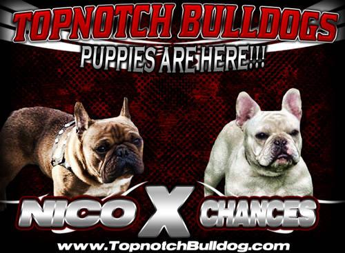 French Bulldog AKC for sale
