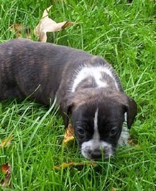 French Bulldog Mix **SALE PENDING ON ALL**