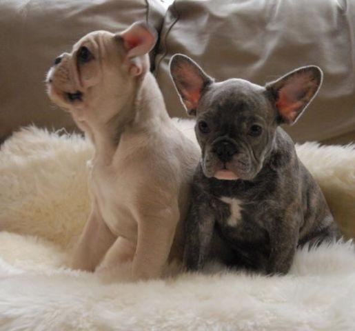 French Bulldogs puppy's