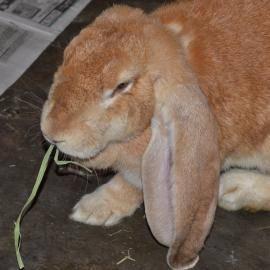 French - Lop - Dolly - Extra Large - Adult - Female - Rabbit