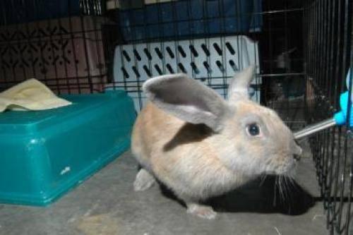 French - Lop - Scooter - Small - Baby - Female - Rabbit