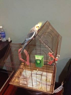 Friendly Cockatiel with Cage..He Even Mimics Your Whistles!