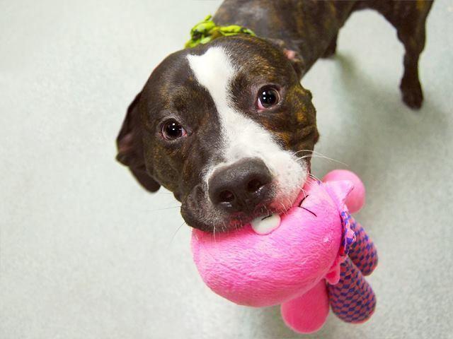 Friendly funloving 9mo old amstaff Royale in danger@NYC kill shelter