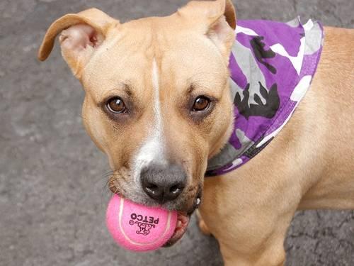 Friendly playful 10 mo old pittie Belinda in danger@NYC kill shelter