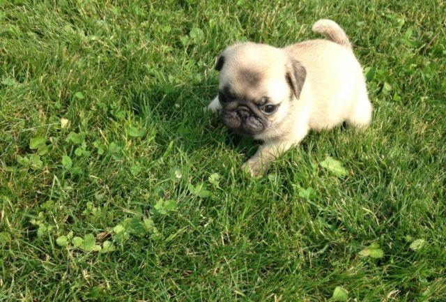 Friendly Pug puppies for sale