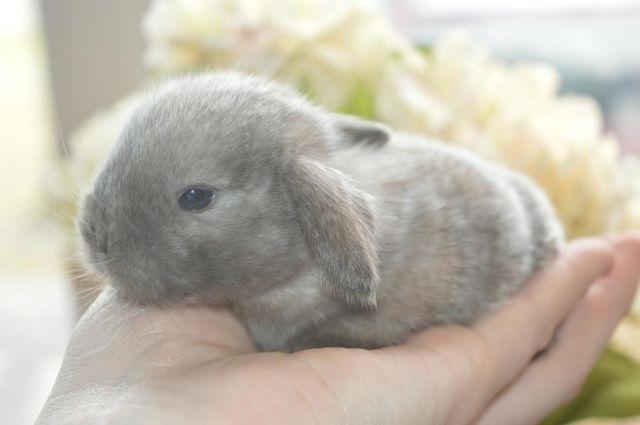 Frosted Sable Point Dwarf Holland Lop Baby Bunnies With Pedigree