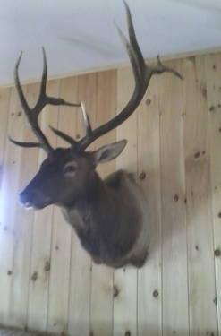 Full shoulder mount elk