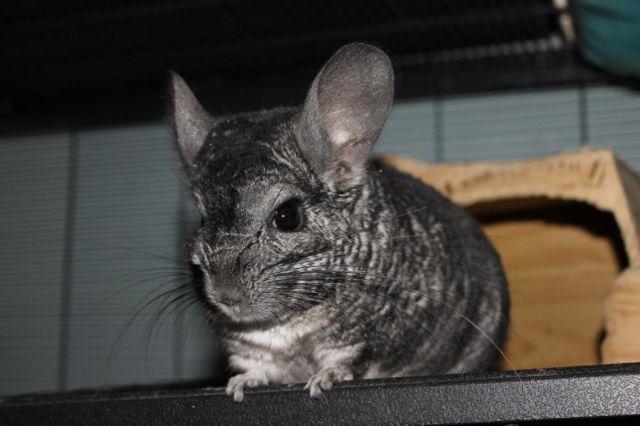 Fun Pets - 2 Chinchillas with 3 Cages