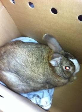 fun white and brown rabit for sale 3 years old