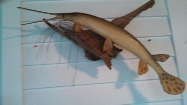 GAR PIKE 34 INCHES MOUNTED ON DRIFTWOOD