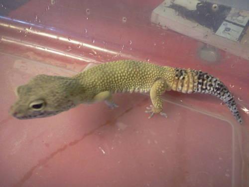 Geckos (Read description)