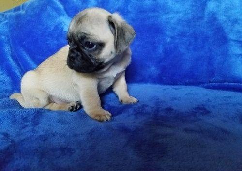 Gene-generous Akc Reg Pug Pups Avail Here.Fawns and Black..M/F...
