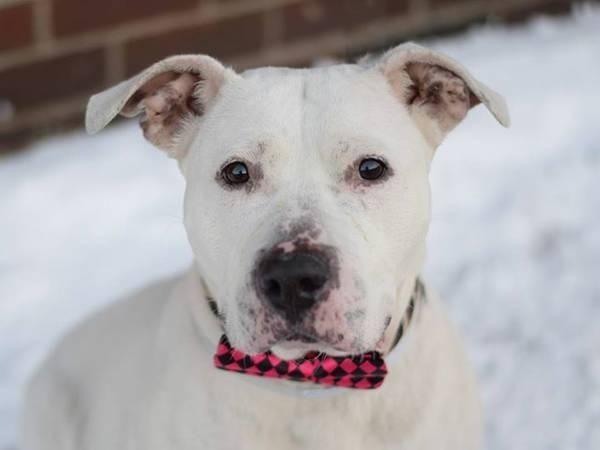 Gentle affectionate amstaff Frenchy in danger@Brooklyn kill shelter