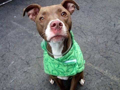 Gentle calm pittie pup Autumn in danger@NYC kill shelter-gd w/dog/kids