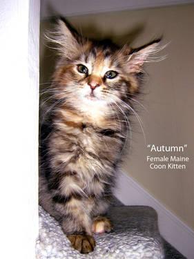 Gentle & Giant Maine Coon Kittens - the Purrrfect Gift Anytime!